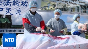 Forced Organ Harvesting In China Has Taken Place ‘On Significant Scale,’ Tribunal Finds